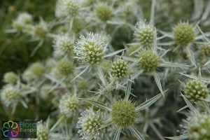 eryngium campestre (1200 x 800)4.jpg_product_product